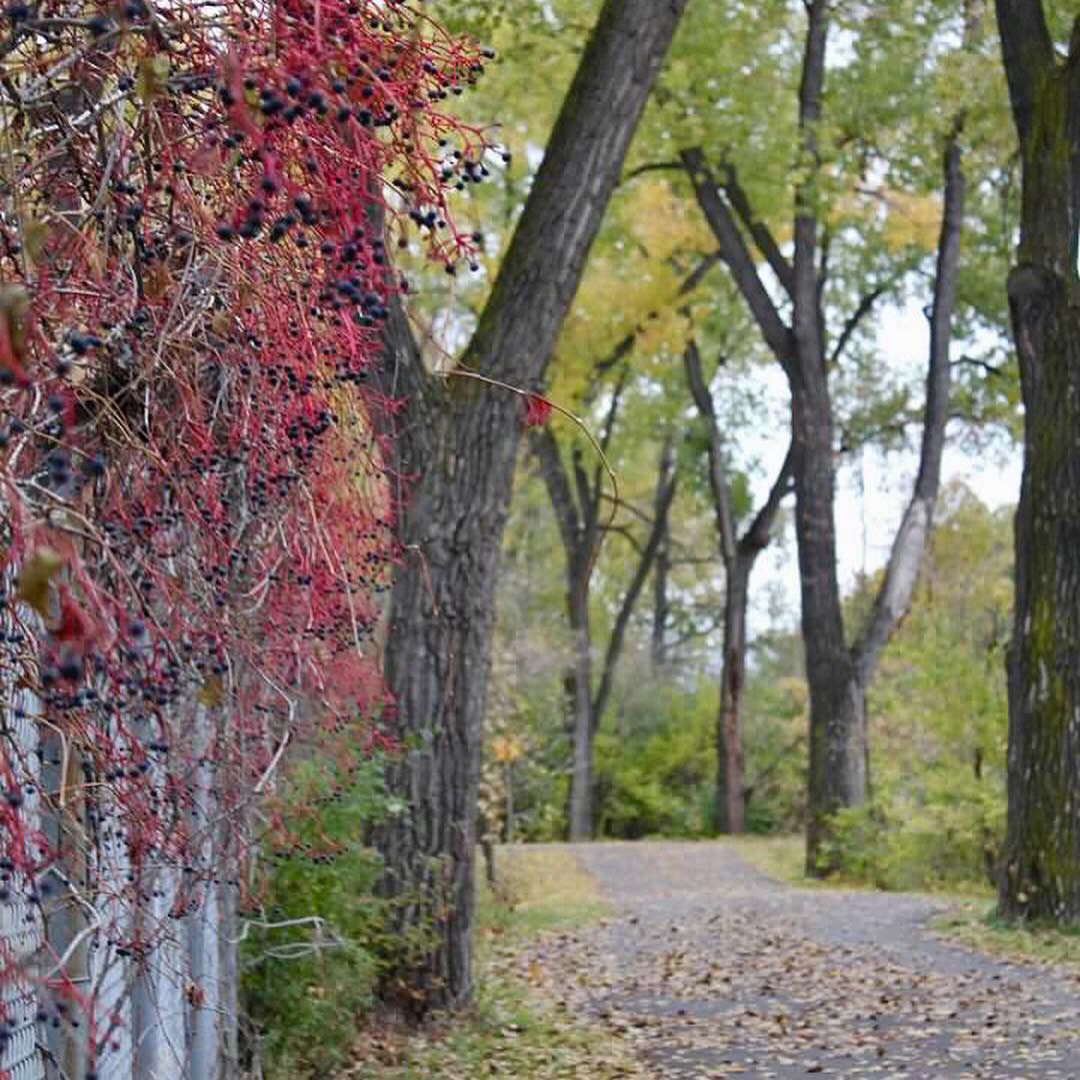 Walk in the Park